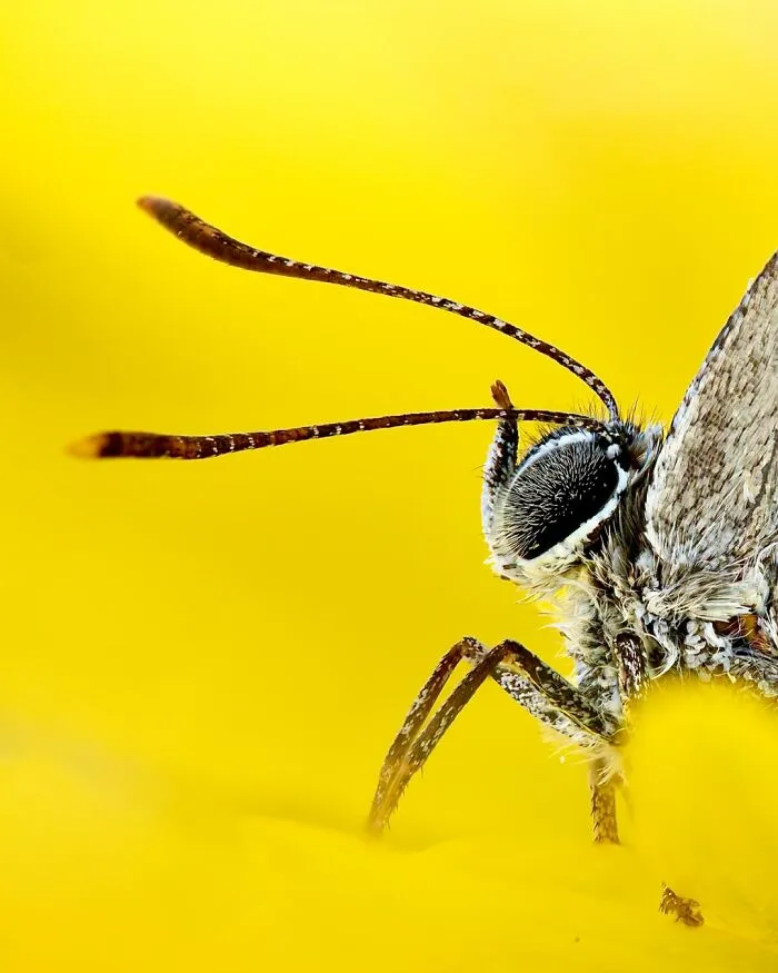 Photographer Captured 37 Close-Up Nature Shots That Reveal A World We Usually Never Get To See
