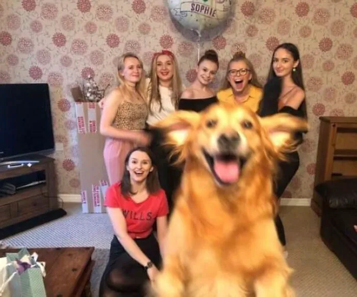 This Community Shared 50 Funny Animal Photos That Could Easily Win A Comedy Award