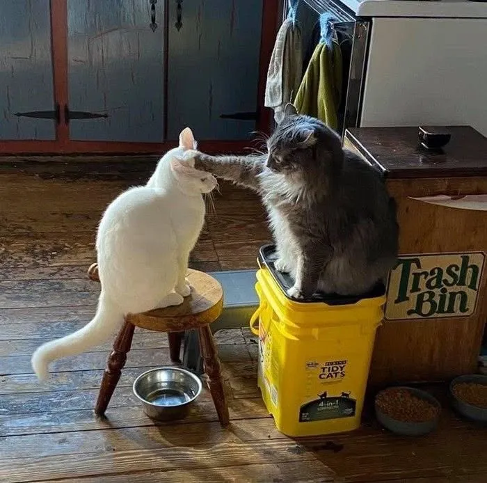 This Page Shared 25 New Pics Of Animals Which Turned Ordinary Situations Into Pure Comedy