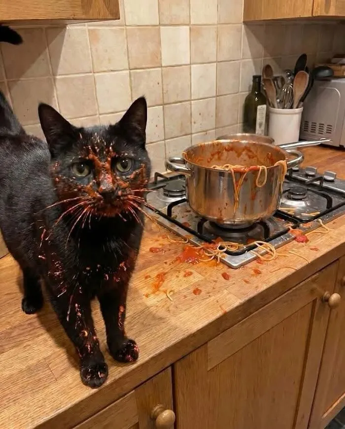 This Page Shared 25 New Pics Of Animals Which Turned Ordinary Situations Into Pure Comedy