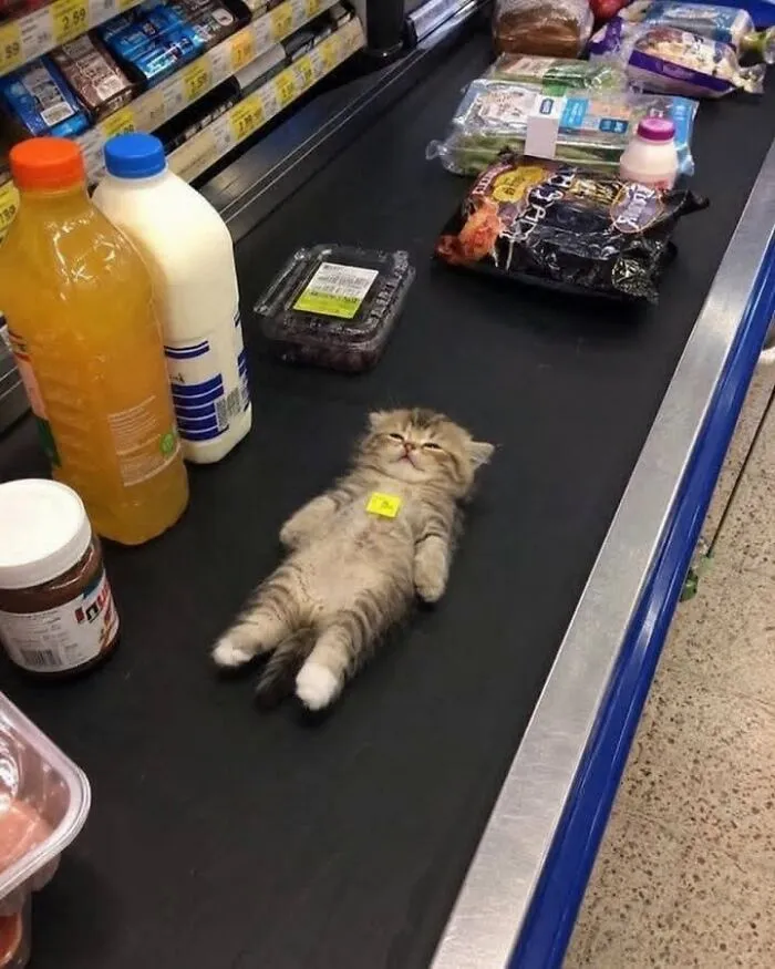 This Page Shared 25 New Pics Of Animals Which Turned Ordinary Situations Into Pure Comedy