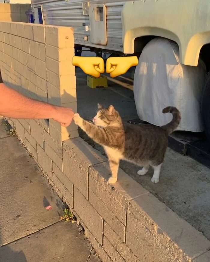 Cat Memes That Might Just Make Sense To Every Animal Lover (74 Pictures)