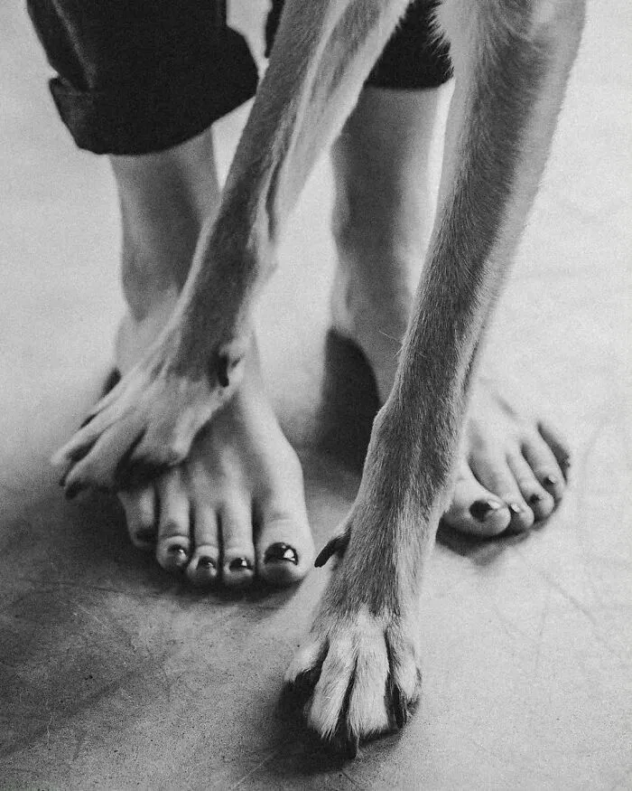 39 Fotos de perros compartidas por los premios Pure Photography que captan a la perfección el caos canino
