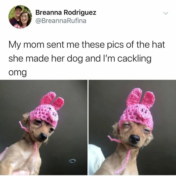 38 Hilarious Dog Memes Shared By This Page Celebrating Everything That Makes Dogs So Lovable