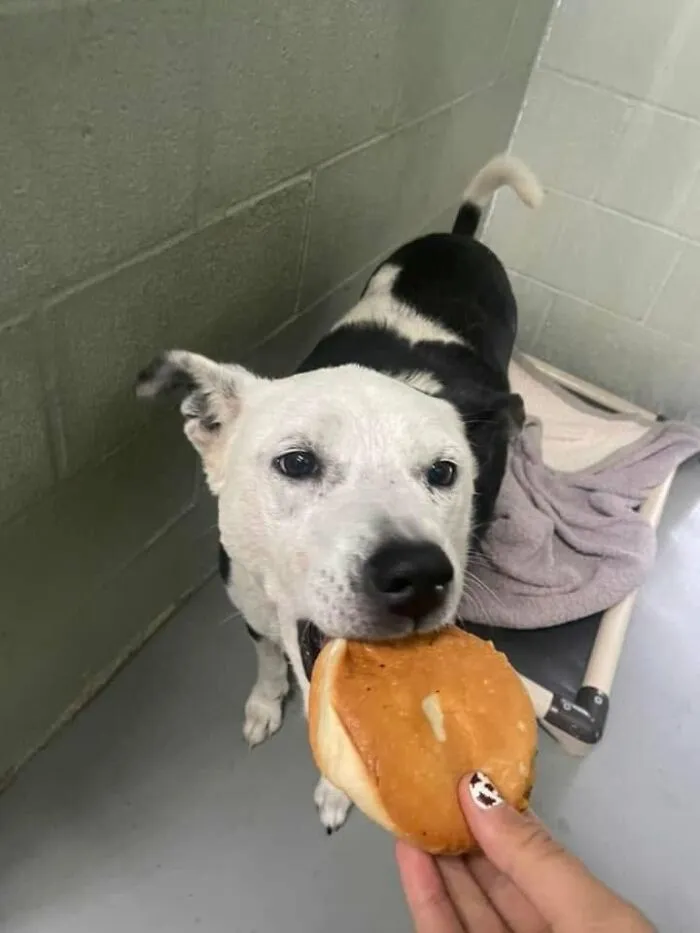This Shelter Treats Its Dogs To Hamburgers, And Here Are 44 Pics Showing Their Reactions