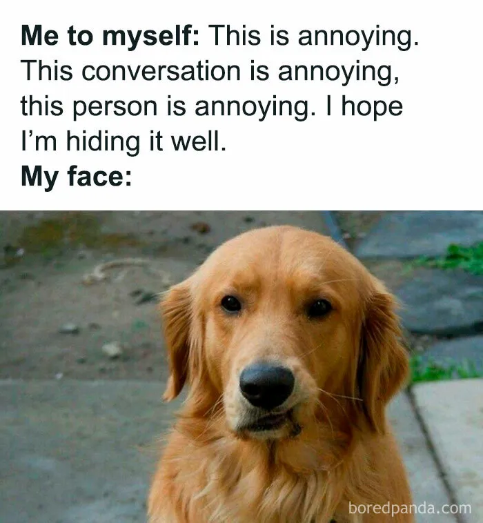 78 Memes For Anyone Who Stops Scrolling The Second An Animal Shows Up