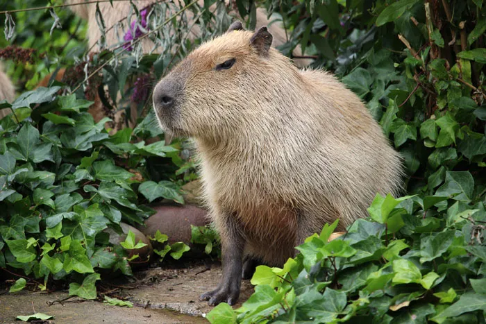 What Are Those Dogs That Look Like Coconuts Called?