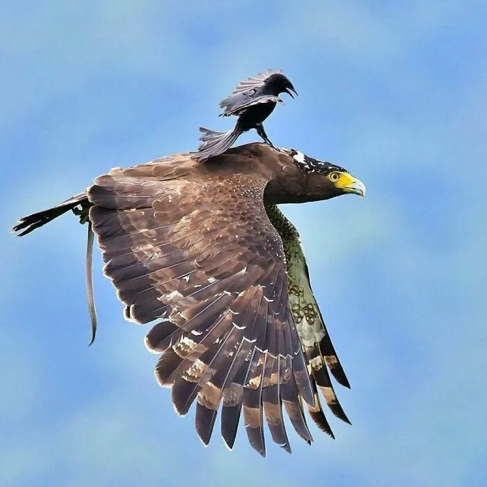 This Community Shared 50 Funny Animal Photos That Could Easily Win A Comedy Award