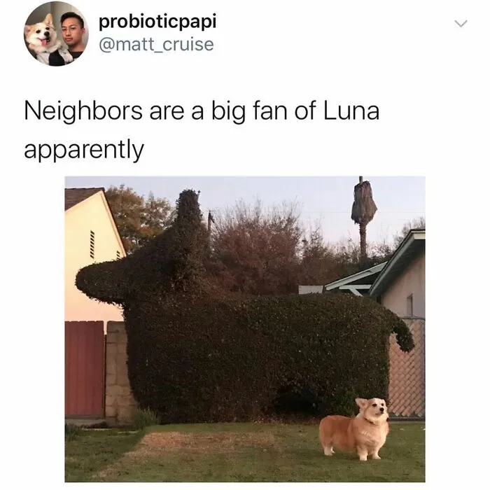 38 Hilarious Dog Memes Shared By This Page Celebrating Everything That Makes Dogs So Lovable