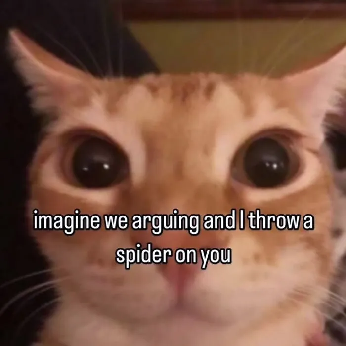 A cat meme with an orange cat looking directly at the camera with wide eyes. The text says imagine we arguing and I throw a spider on you.