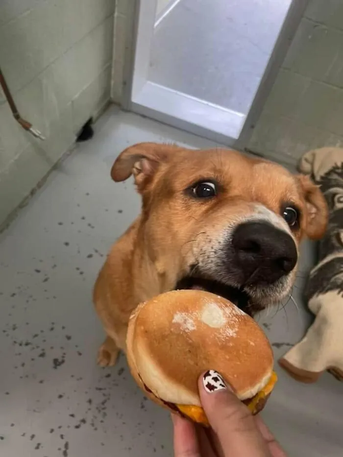 This Shelter Treats Its Dogs To Hamburgers, And Here Are 44 Pics Showing Their Reactions