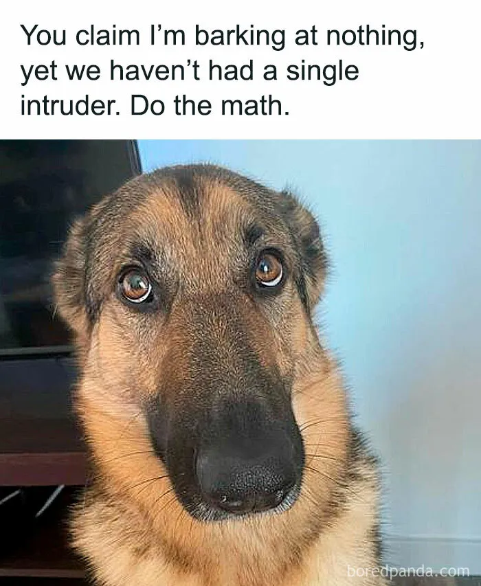 78 Animal Memes That Are Somehow Both Ridiculous And Extremely Wholesome