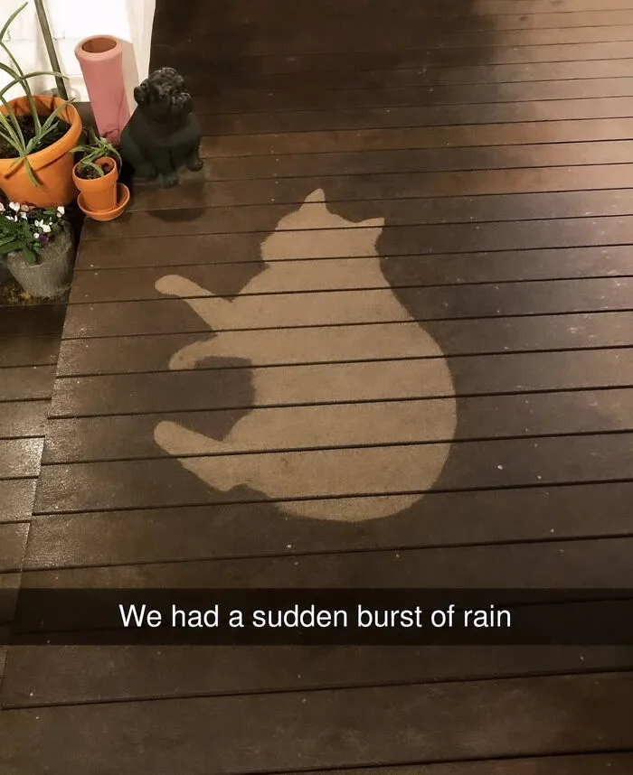 A cat-shaped dry patch on a wet wooden deck, a perfect moment for funny cat memes.