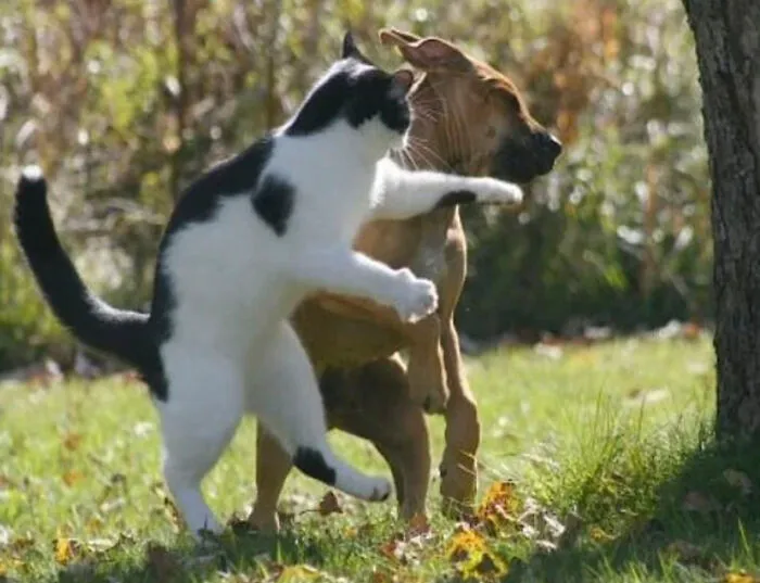 This Community Shared 50 Funny Animal Photos That Could Easily Win A Comedy Award