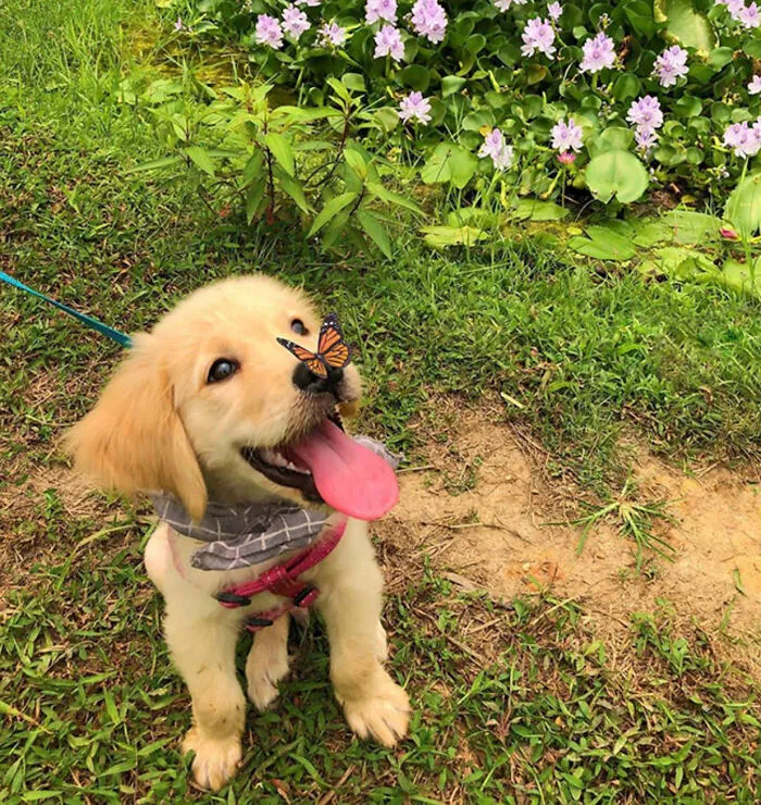 This Community Shared 50 Funny Animal Photos That Could Easily Win A Comedy Award
