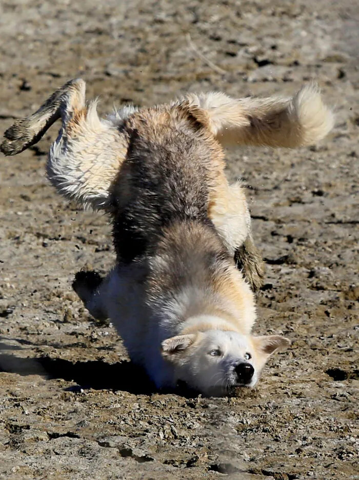 This Community Shared 50 Funny Animal Photos That Could Easily Win A Comedy Award