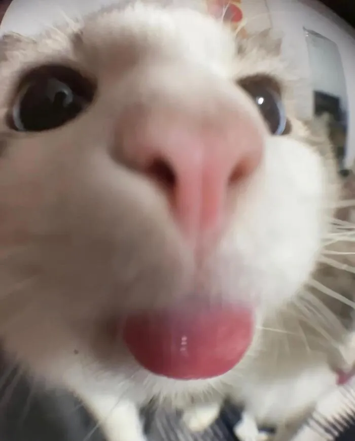 77 Confusing "Cats Out Of Context" Photos That Somehow Get Funnier The Longer You Look