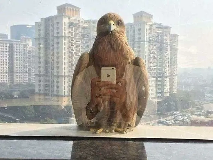 This Community Shared 50 Funny Animal Photos That Could Easily Win A Comedy Award