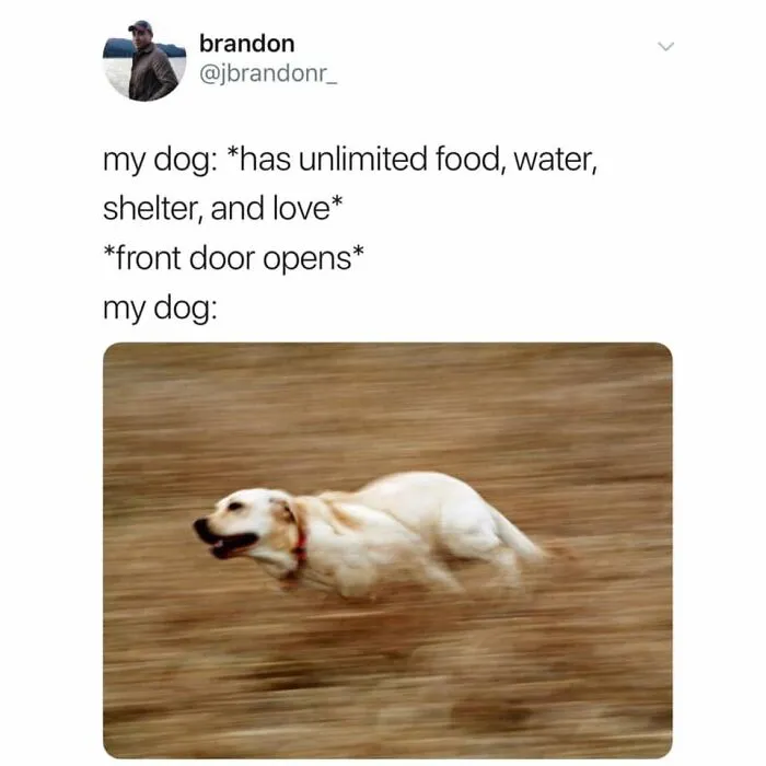 38 Hilarious Dog Memes Shared By This Page Celebrating Everything That Makes Dogs So Lovable