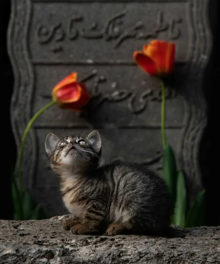 This Photographer Captures People, Animals, And Places In Stunning Light And Unique Angles (49 Pics)