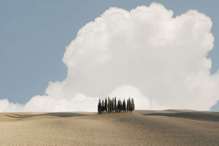 Tuscan Cypresses By Gianfranco Bove