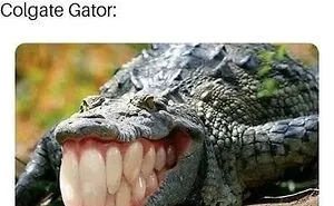 97 Hilarious, Wholesome And Adorable Animal Moments Perfectly Turned Into Memes