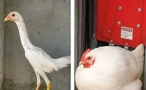 97 Hilarious, Wholesome And Adorable Animal Moments Perfectly Turned Into Memes