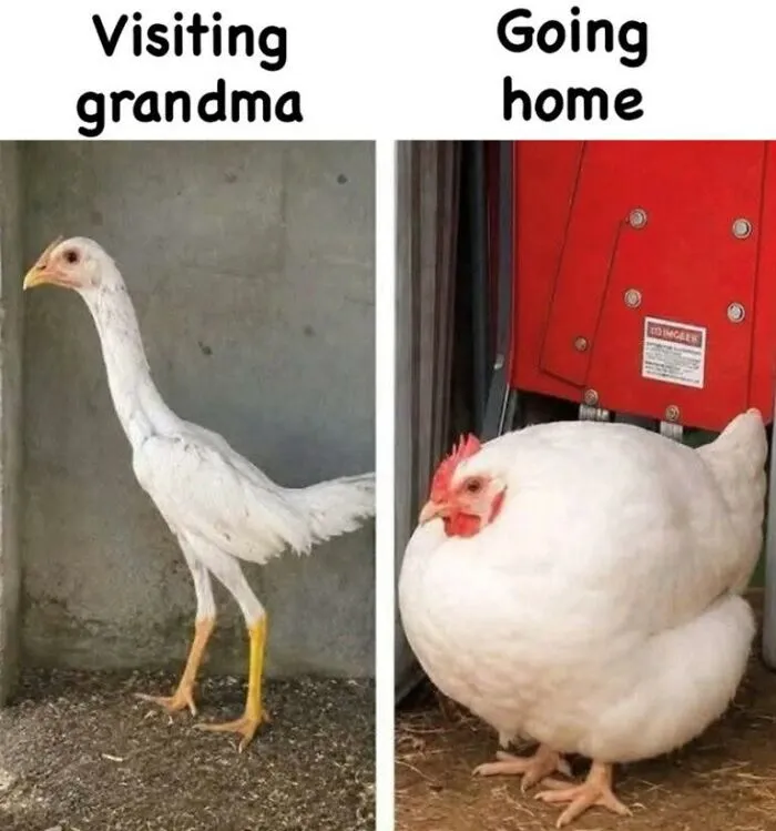 Adorable-Funny-Animal-Memes