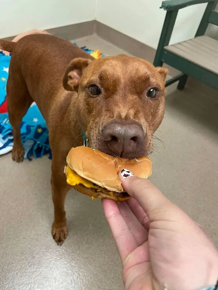 This Shelter Treats Its Dogs To Hamburgers, And Here Are 44 Pics Showing Their Reactions
