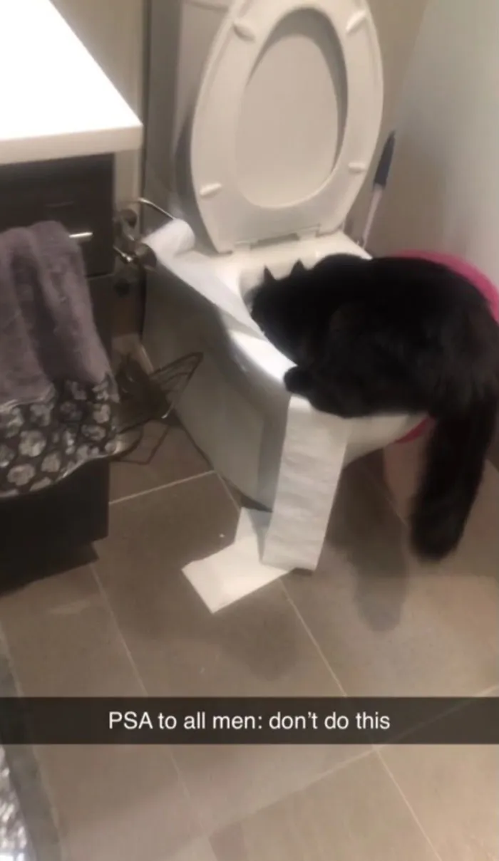 Every Single Time My Boyfriend Leaves The Toilet Seat Up, My Cat Will Put The Entire Roll Of Toilet Paper Into The Bowl