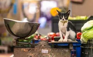 23 Street Cat Photos That Might Melt Your Heart By Guru Charan (New Pics)