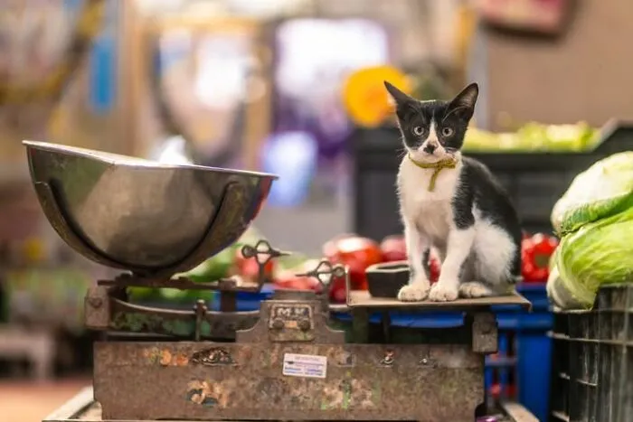 23 Street Cat Photos That Might Melt Your Heart By Guru Charan (New Pics)