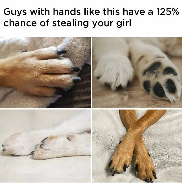 A Dog Toy Company Shares Memes About Its Favorite Customers, And They’re Too Accurate (35 Pics)