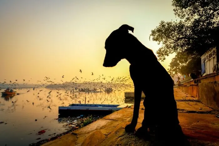 This Photographer Captures People, Animals, And Places In Stunning Light And Unique Angles (49 Pics)