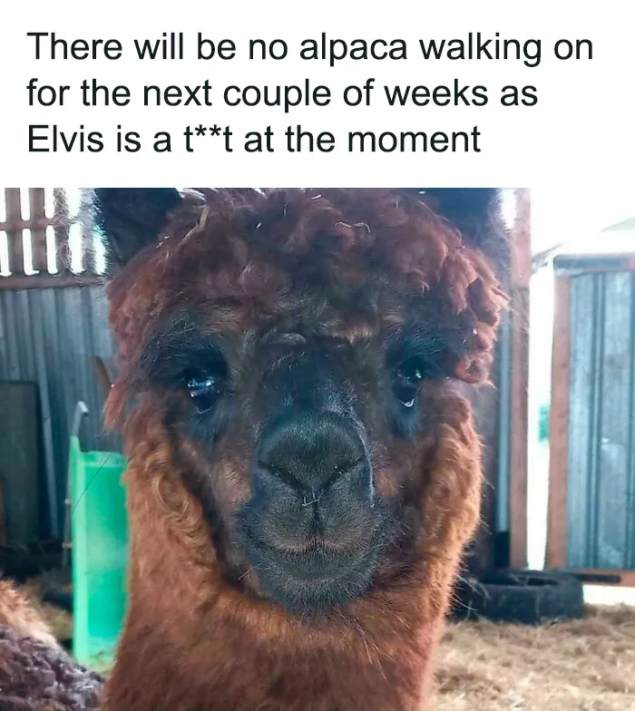 Elvis Is A T**t At The Moment