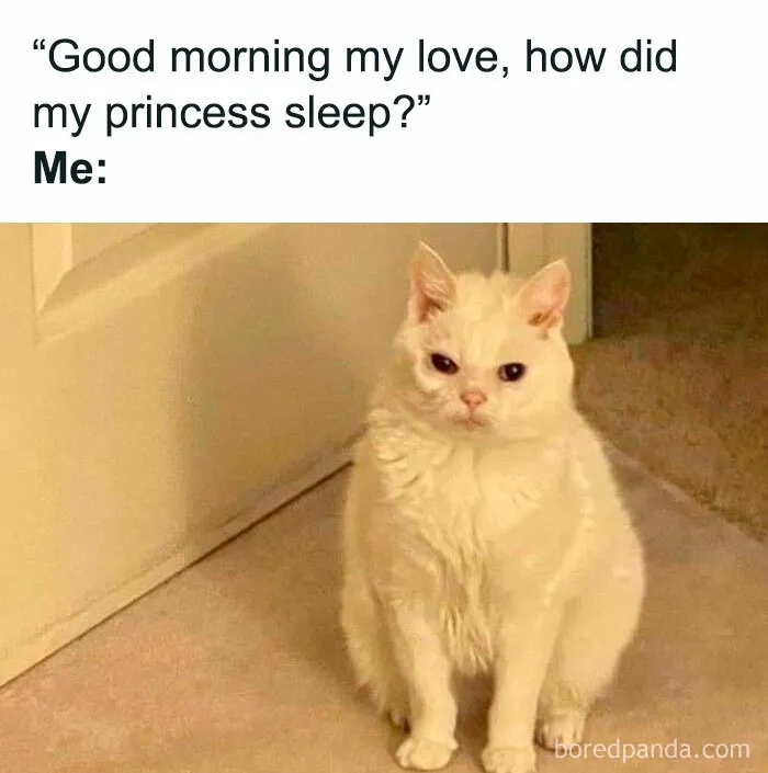 78 Memes For Anyone Who Stops Scrolling The Second An Animal Shows Up