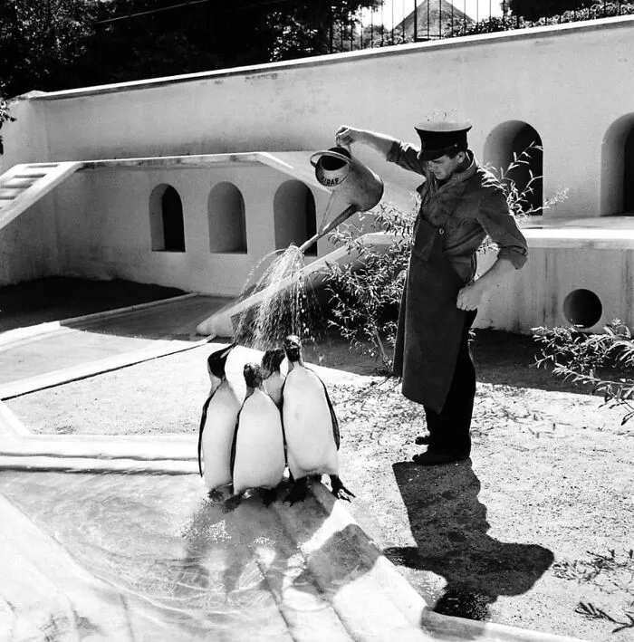 29 Historic Photos Shared By This Page Where Animals Unexpectedly Became The Stars Of The Shot