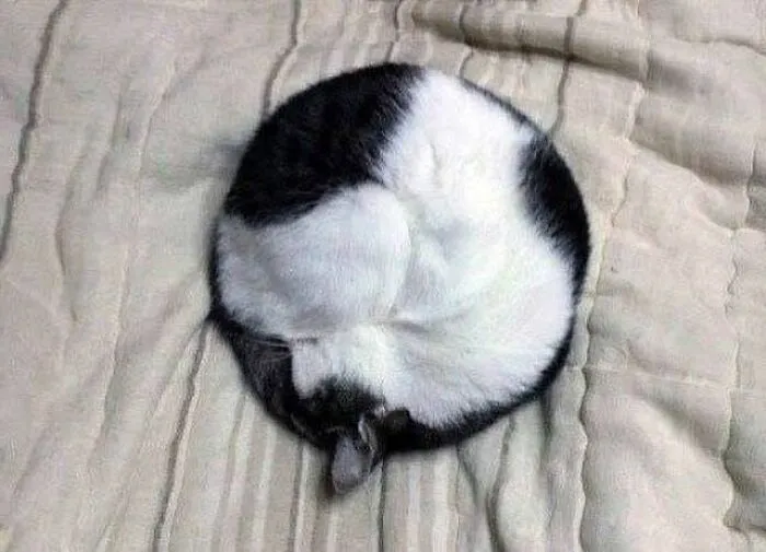 34 Funny And Wholesome Cat Pics Shared By This Page For Anyone Might Need A Dose Of Cuteness