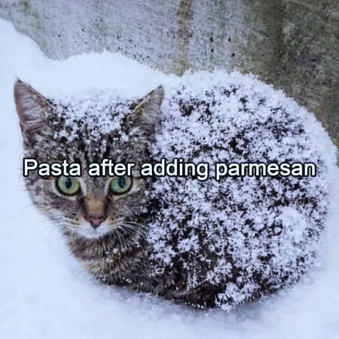 Cat Memes That Might Just Make Sense To Every Animal Lover (74 Pictures)