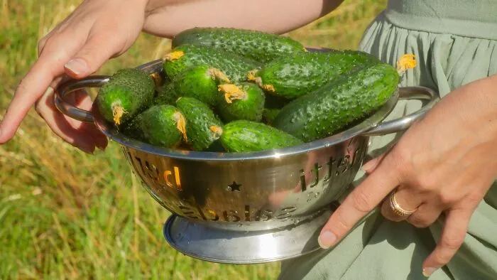 I've had this quirk of only snacking on cucumbers for as long as I can remember. I often carry sliced cucumbers in my purse and whole ones in my car, eating several daily. During a binge, I might eat about 35 cucumbers in a day. Recently, when we were visiting my boyfriend’s parents’ lake house, his mom caught me eating one in the bedroom. My boyfriend got pretty mad about it and said it humiliates him. This habit might be a deal-breaker for him, even though he has chips daily and I’ve never bothered him about it. I feel a little hurt, but cucumbers probably aren’t worth losing a relationship over. 