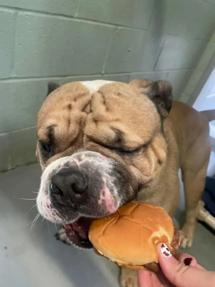 This Shelter Treats Its Dogs To Hamburgers, And Here Are 44 Pics Showing Their Reactions
