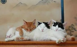 34 Funny And Wholesome Cat Pics Shared By This Page For Anyone Might Need A Dose Of Cuteness