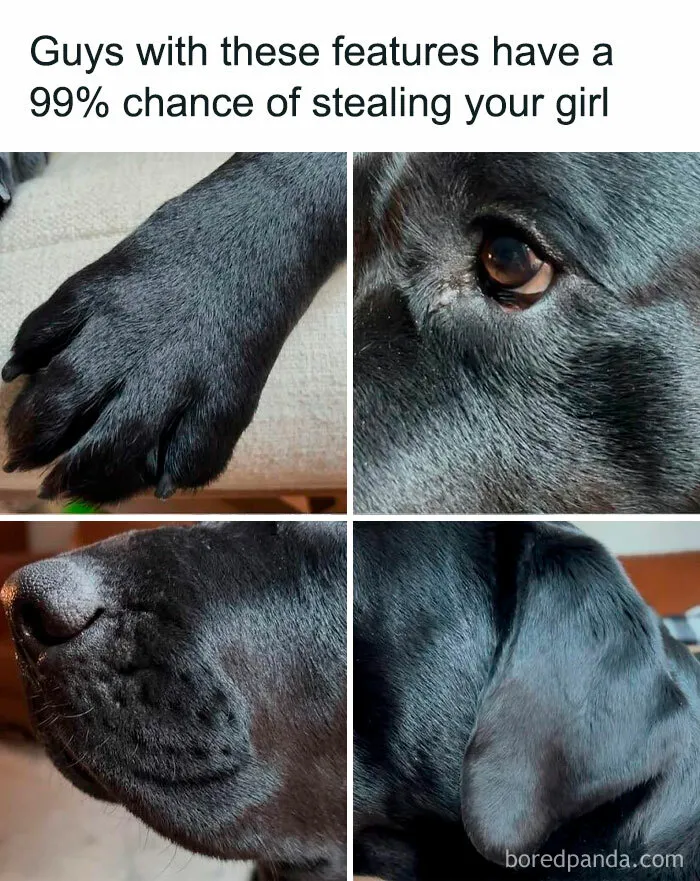 78 Animal Memes That Are Somehow Both Ridiculous And Extremely Wholesome