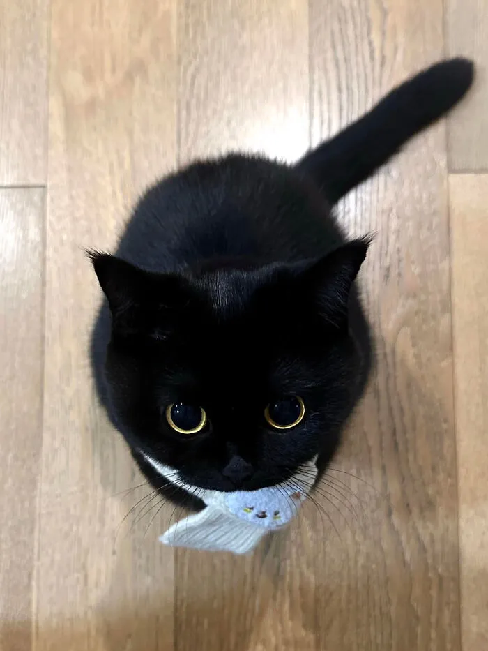A cute cat meme showing a black cat with big golden eyes looking up from a wooden floor, with a small item in its mouth.
