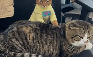 Cat Memes That Might Just Make Sense To Every Animal Lover (74 Pictures)