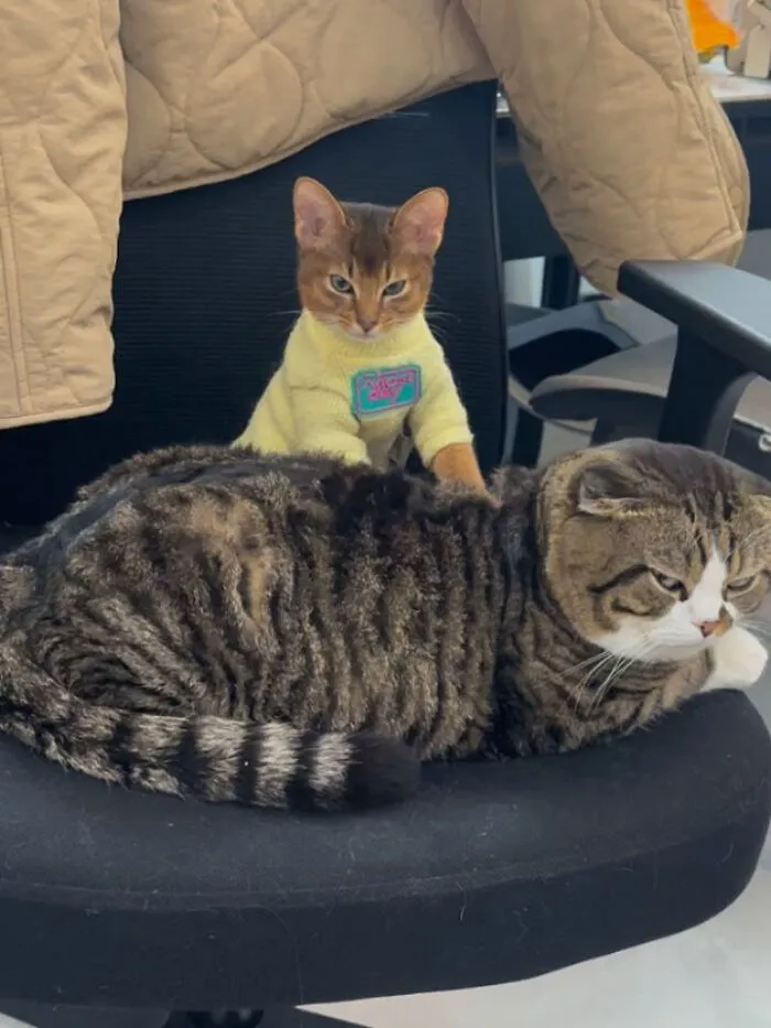 Cat-Memes-From-Sweetcatclub
