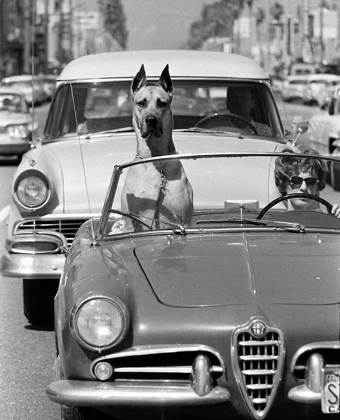 29 Historic Photos Shared By This Page Where Animals Unexpectedly Became The Stars Of The Shot