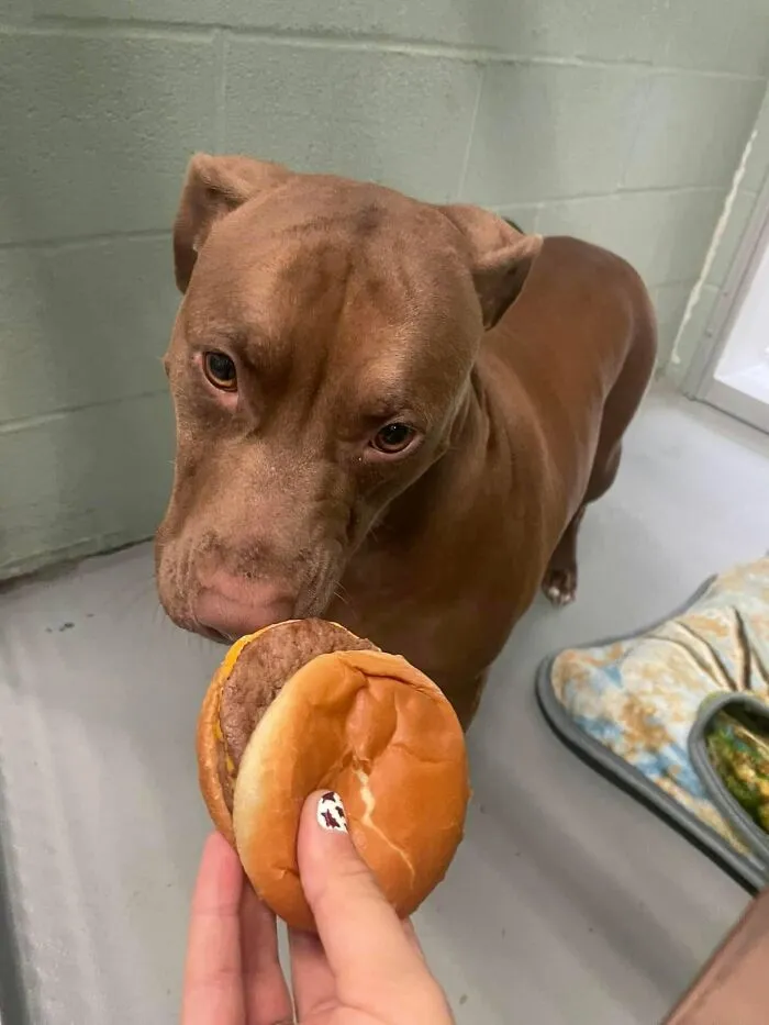 This Shelter Treats Its Dogs To Hamburgers, And Here Are 44 Pics Showing Their Reactions