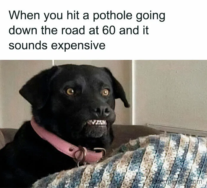 78 Memes For Anyone Who Stops Scrolling The Second An Animal Shows Up