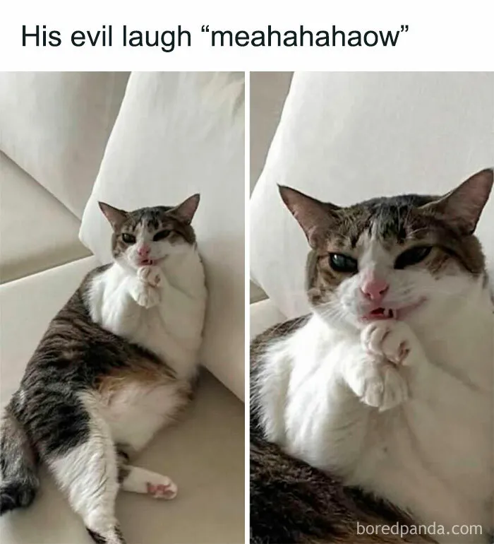 77 Confusing "Cats Out Of Context" Photos That Somehow Get Funnier The Longer You Look